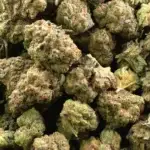 Motor City Gas Smalls