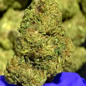Purple Cream THCa Flower Indica