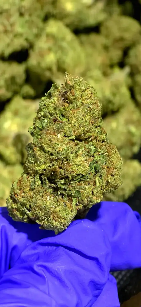 Purple Cream THCa Flower Indica