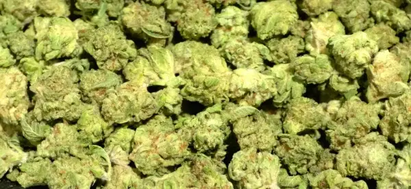 Hawaiian Haze Smalls Hawaiian Haze Smalls
