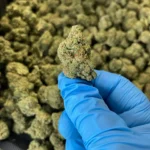 Dump Truck #2 THCa Flower Indica