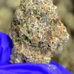 Cruise Control THCa Flower Sativa