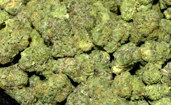 Birthday Cake (Med)