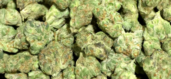 Frosted Punch Smalls THCa Flower Indica Frosted Punch Smalls THCa Flower Indica