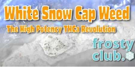 White Snow Cap Weed: The High Potency THCa Revolution - The Truth Blog at FrostyClub.com