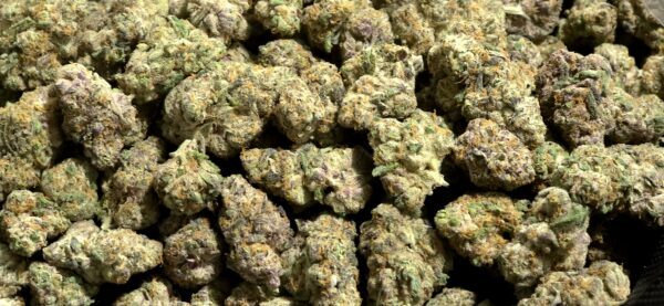 Purple Stardawg THCa Flower Sativa
