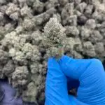 Red Bull THCa Flower Indica