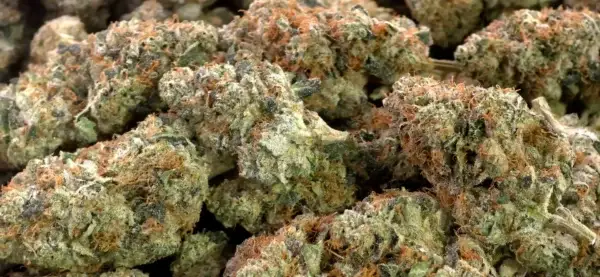 Headband THCa Flower Indica