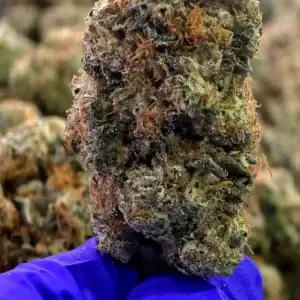 Headband THCa Flower Indica