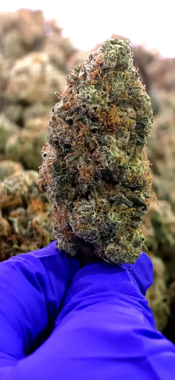Headband THCa Flower Indica