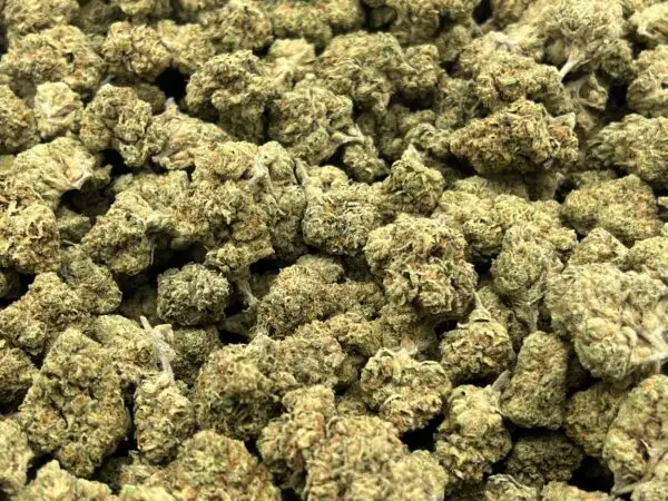 Wholesale Betty White THCa Flower — Indica — 26.64% — Light Dep @ FrostyClub.com