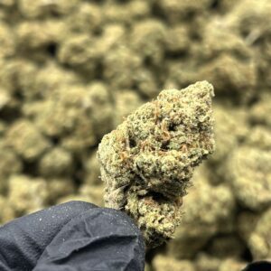 Wholesale Betty White THCa Flower — Indica — 26.64% — Light Dep @ FrostyClub.com