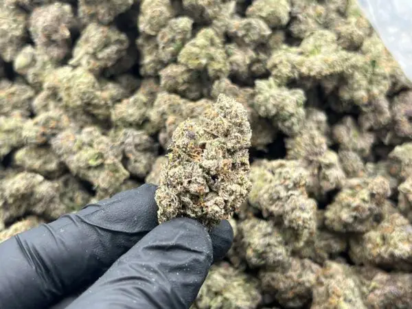 Black Jack THCa Flower Indica
