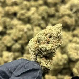 Wholesale Betty White THCa Flower — Indica — 26.64% — Light Dep @ FrostyClub.com