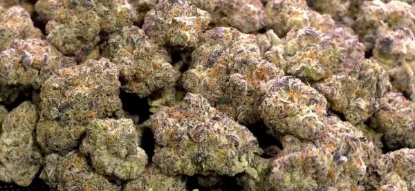 Grape Stomper THCa Flower Sativa