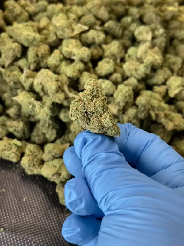 Blue Rhino