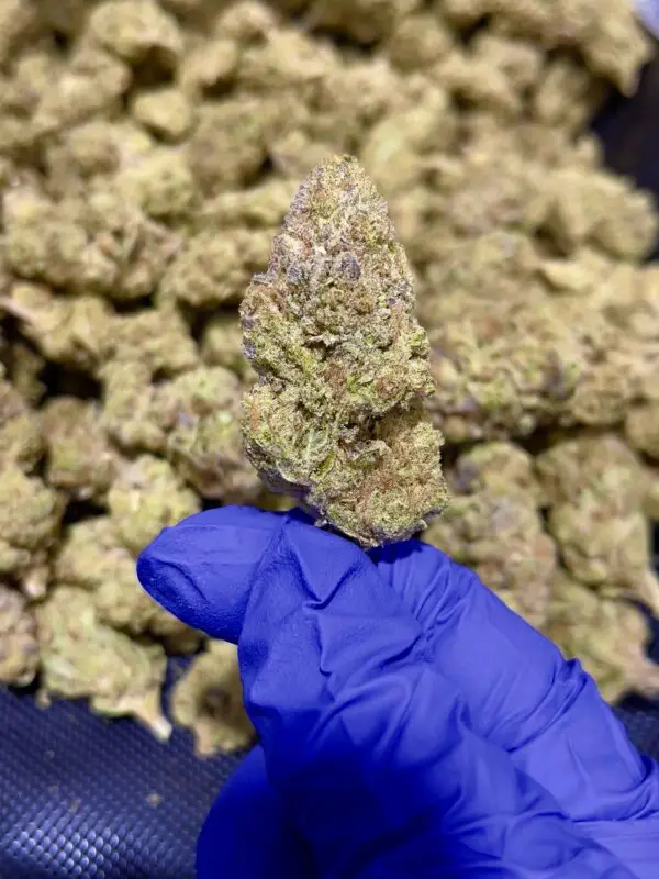 Red Headed Stranger THCa Flower Sativa