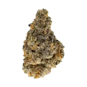 Grape Stomper THCa Flower Sativa