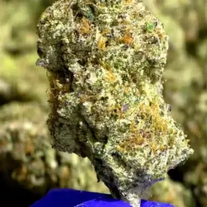 Prohibition Candy THCa Flower Indica