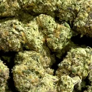Prohibition Candy THCa Flower — Indica — 37.42% — Private Reserve - Image 2