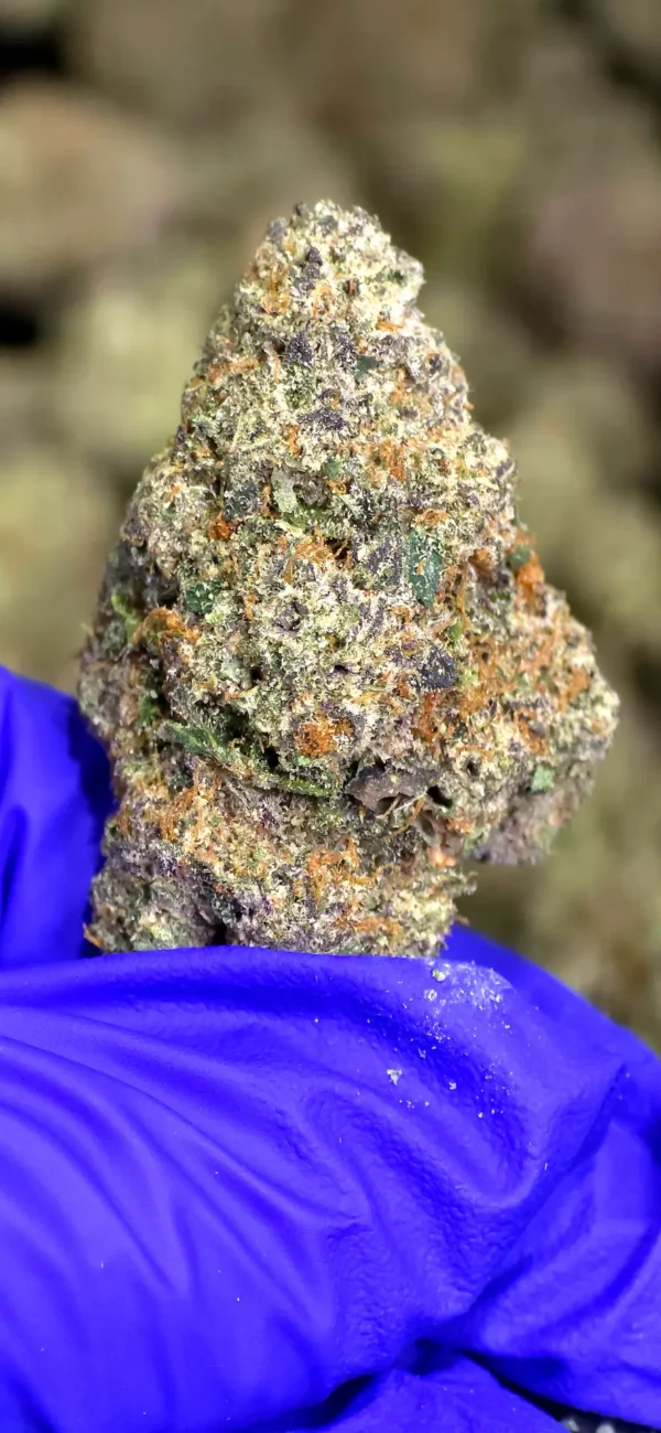 Cruise Control THCa Flower Sativa