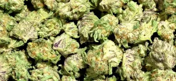 Purple Gushers Smalls THCa Flower Hybrid Purple Gushers Smalls THCa Flower Hybrid