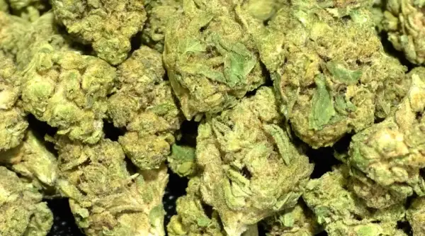 Blue Gummy Smalls