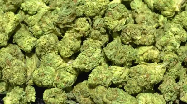 Gelonade Smalls THCa Flower Sativa