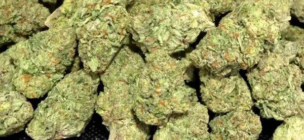 Kandy Kush - Indica Strain - THCa Flower - 28.09% - Light Dep