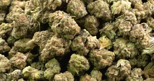 Motor City Gas Smalls