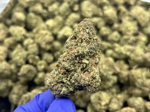 Jungle Pie THCa Flower Hybrid
