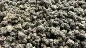 Jilly Bean Smalls THCa Flower Sativa
