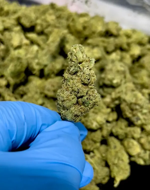 GG #4 THCa Flower Indica