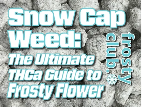 Snow Cap Weed: The Ultimate Guide to Frosty Flower from FrostyClub.com BLOGS