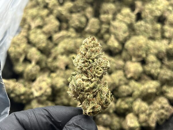 Prohibition Kush THCa Flower Indica